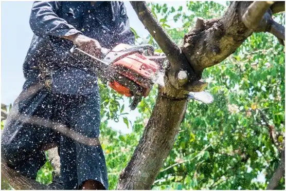 tree services Longview